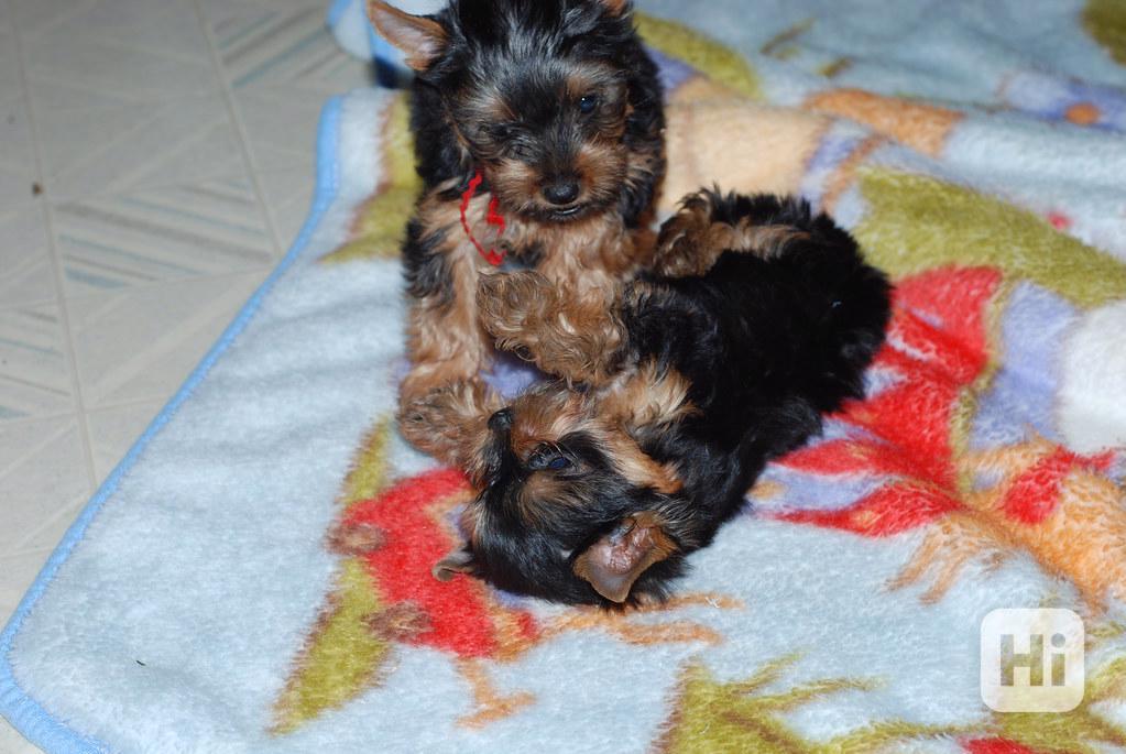 Registrovaná štěňata jorkšírského teriéra Zbývají 2 malí jor - foto 1