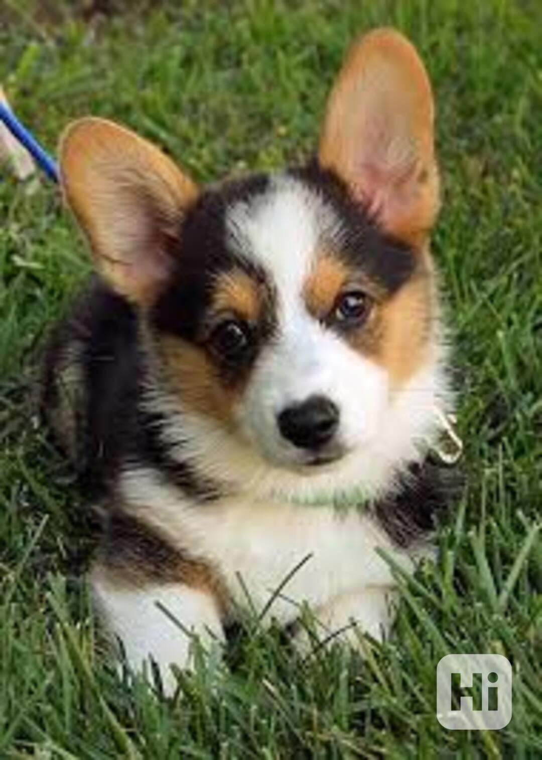 Prodám štěňata Welsh Corgi Pembroke - foto 1