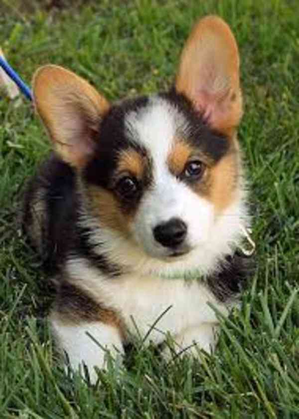 Prodám štěňata Welsh Corgi Pembroke - foto 1