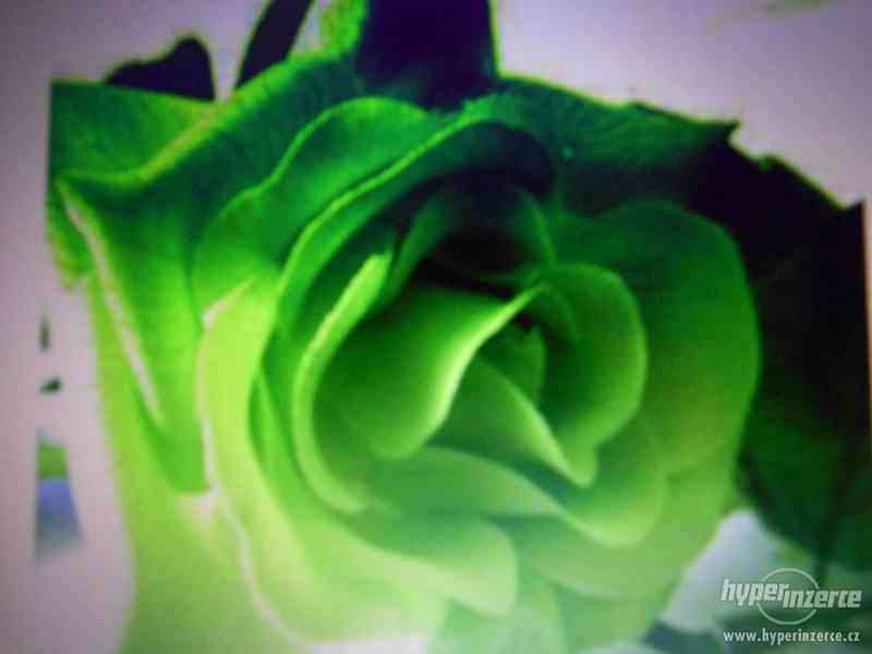 Prodám semena zelené růže. - foto 1