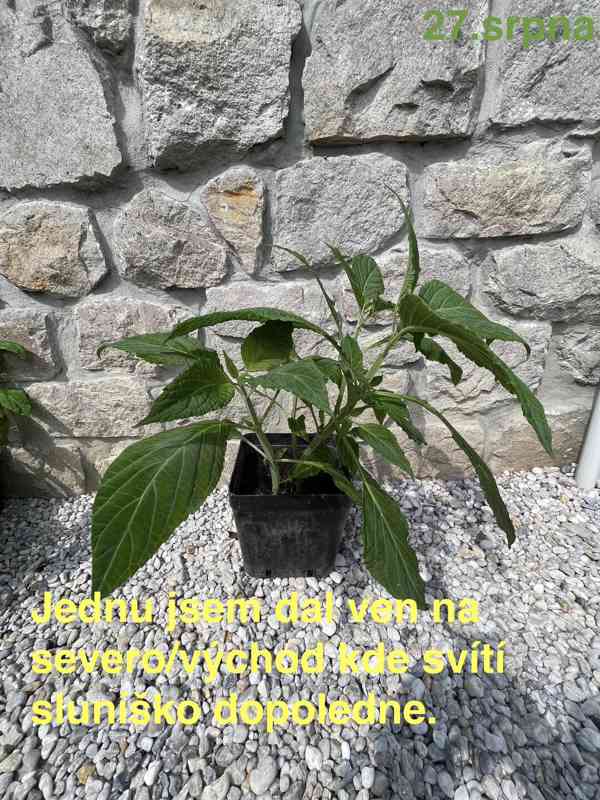 Šalvěj Divotvorná - sazenice - foto 11