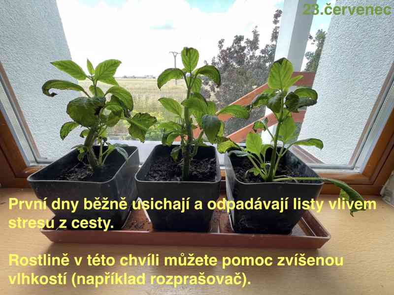 Šalvěj Divotvorná - sazenice - foto 9