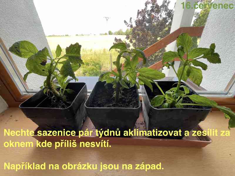Šalvěj Divotvorná - sazenice - foto 8