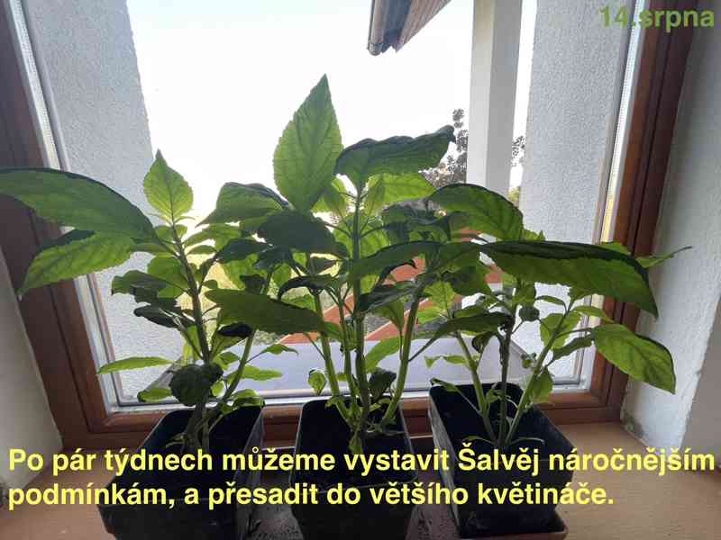 Šalvěj Divotvorná - sazenice - foto 10