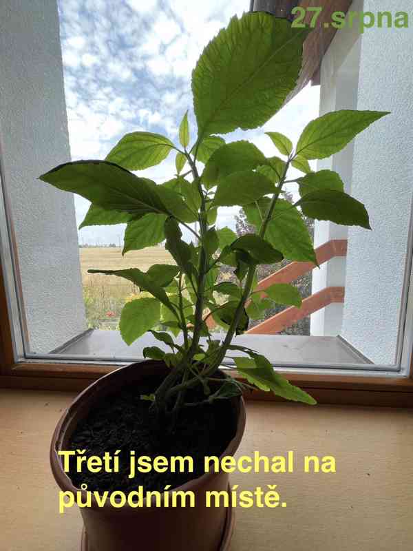 Šalvěj Divotvorná - sazenice - foto 12