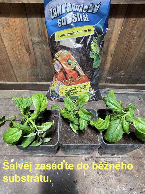 Šalvěj Divotvorná - sazenice - foto 7