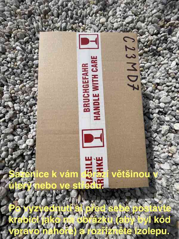 Šalvěj Divotvorná - sazenice - foto 5