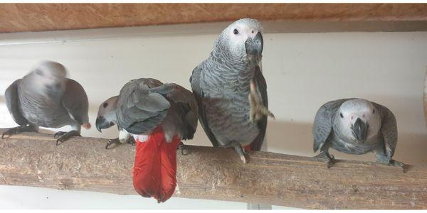 Vynikající papoušek šedý k prodeji - foto 2