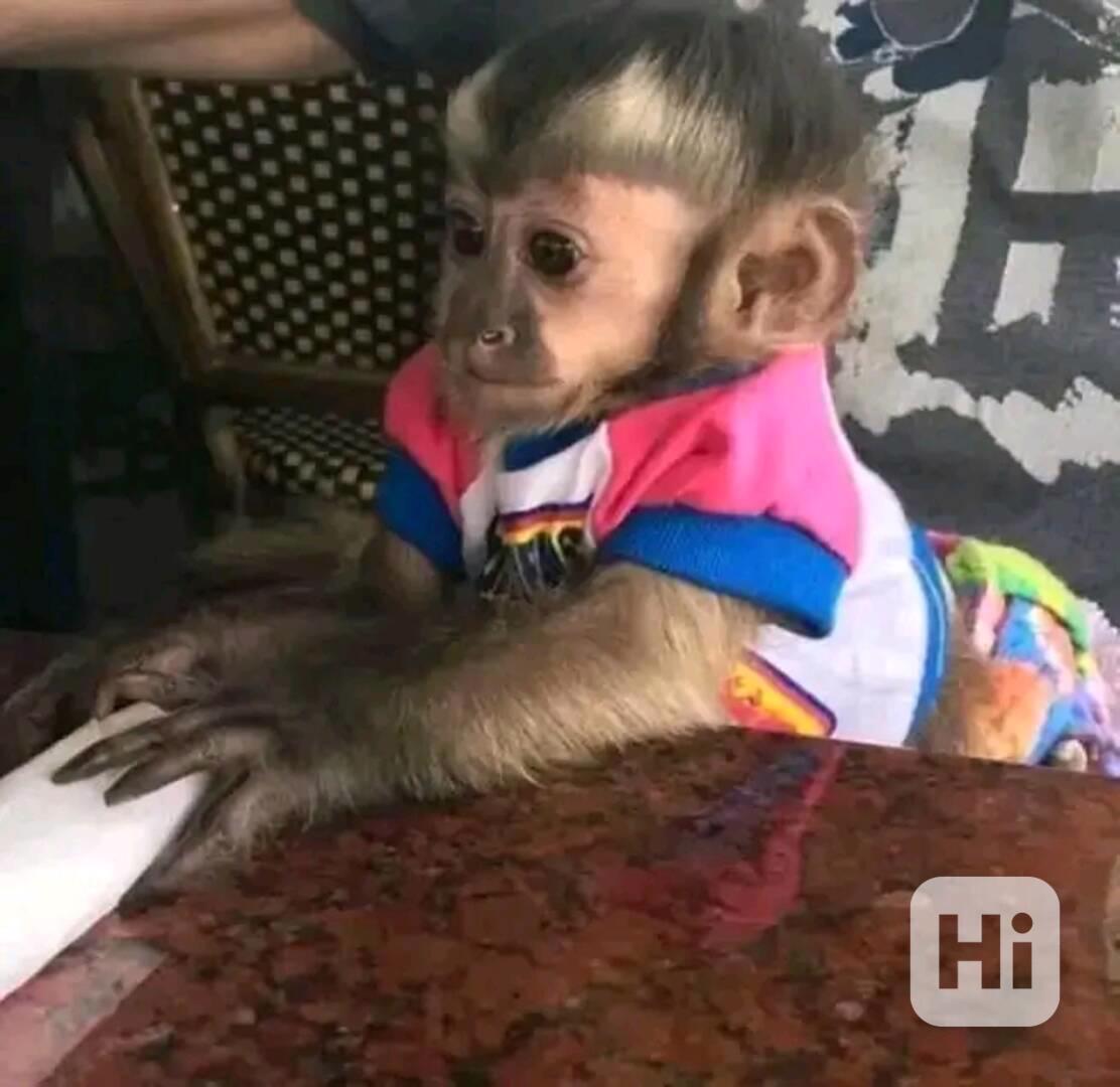  Kapucínští skákající přátelé - foto 1