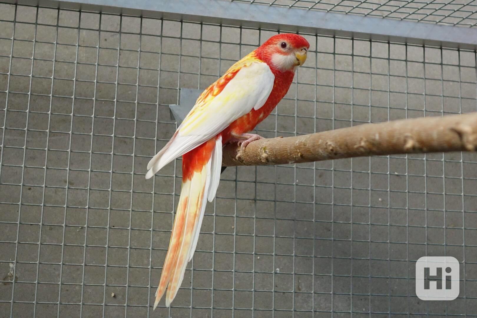 Prodám roselu rubino - foto 1