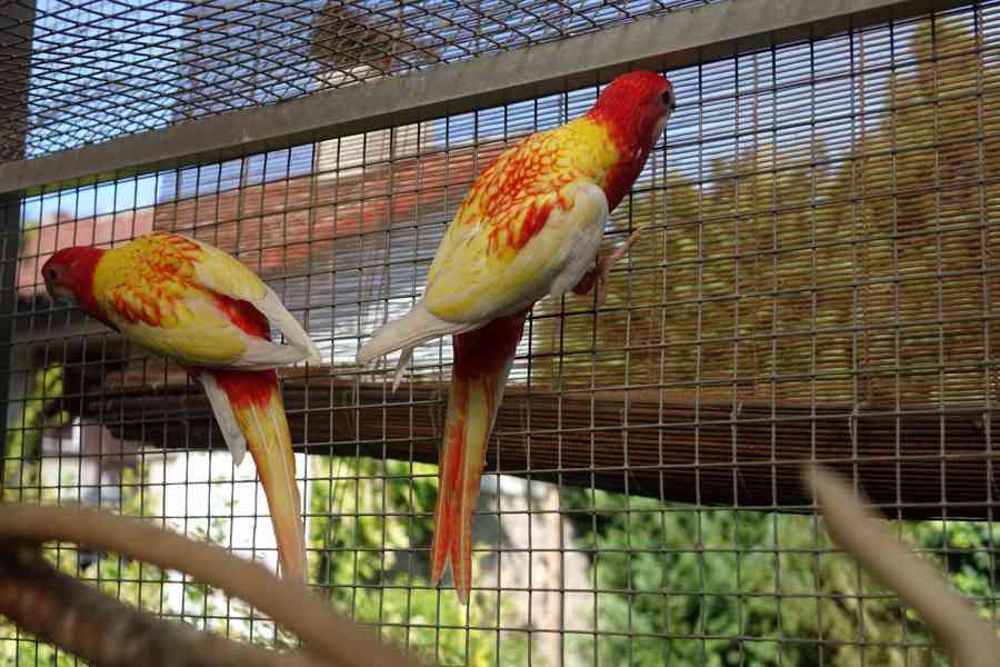 Prodám roselu rubino - foto 3