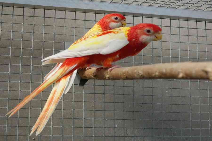 Prodám roselu rubino - foto 4