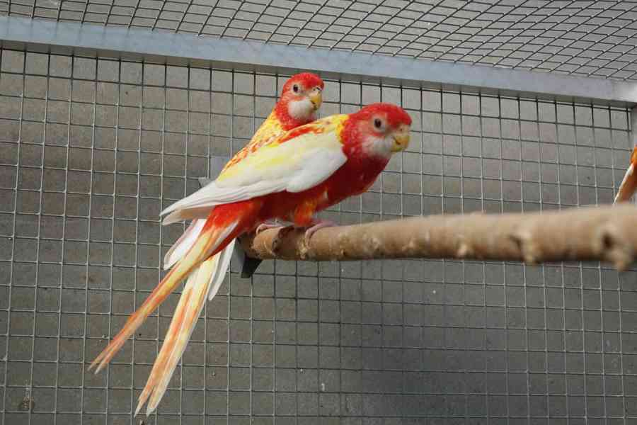 Prodám roselu rubino - foto 5