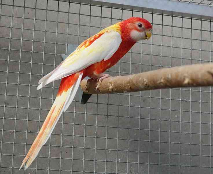 Prodám roselu rubino - foto 6