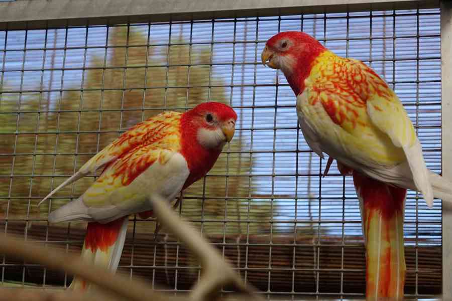 Prodám roselu rubino - foto 2