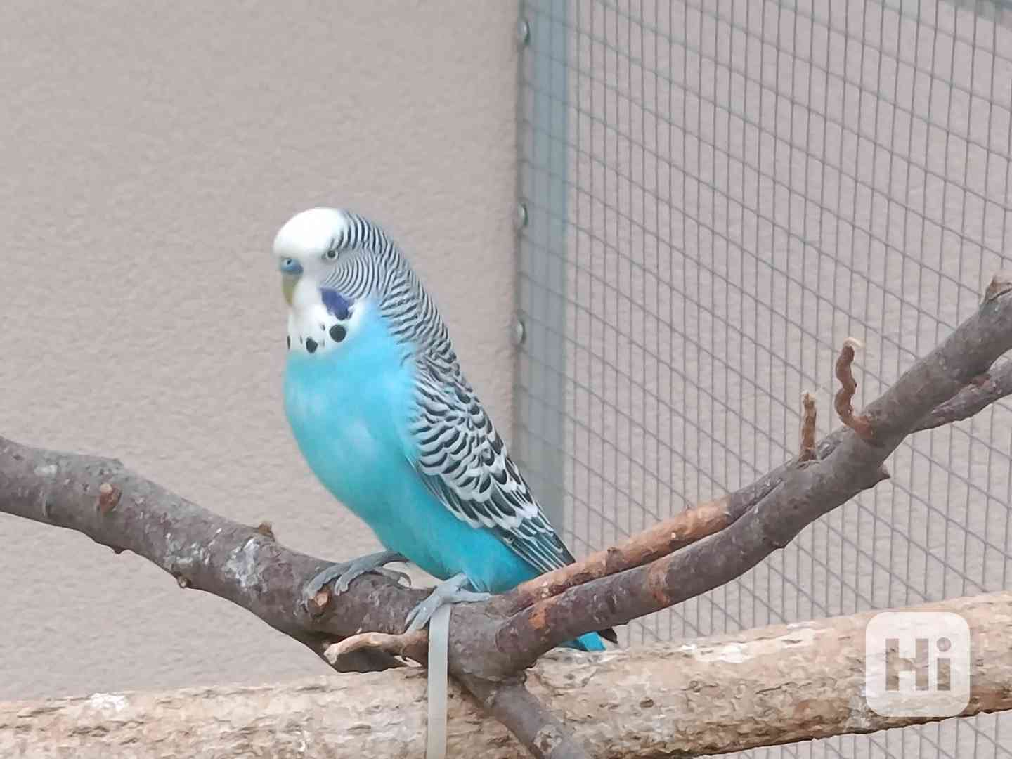 Prodám andulky (fialové, modré, zelené) - foto 1