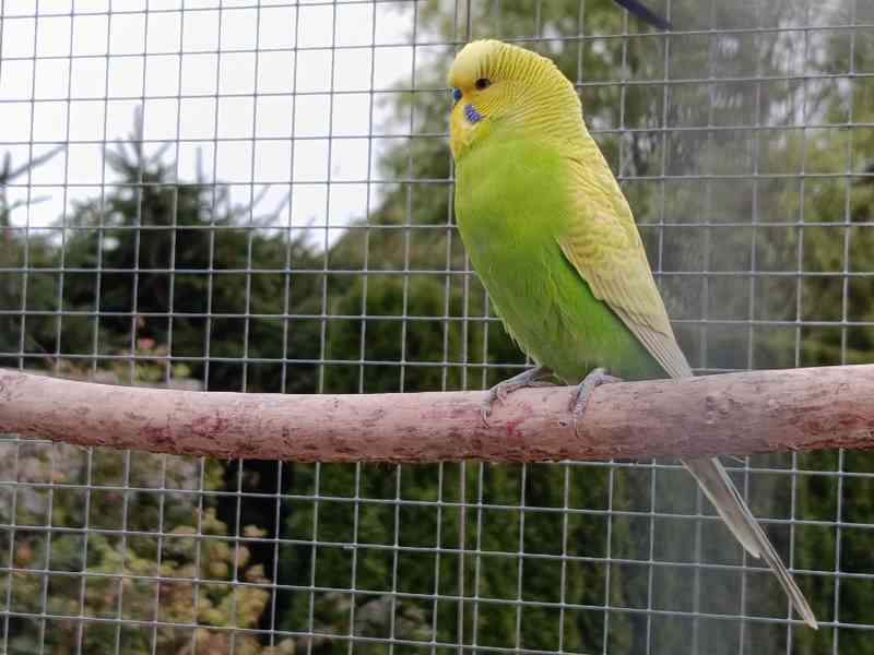 Prodám andulky (fialové, modré, zelené) - foto 9