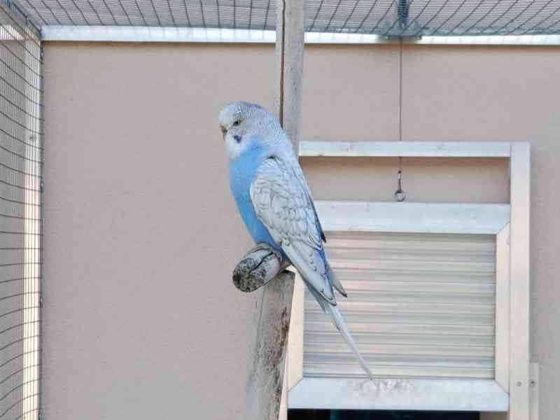 Prodám andulky (fialové, modré, zelené) - foto 5