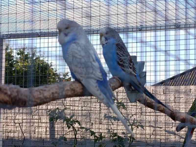 Prodám andulky (fialové, modré, zelené) - foto 4