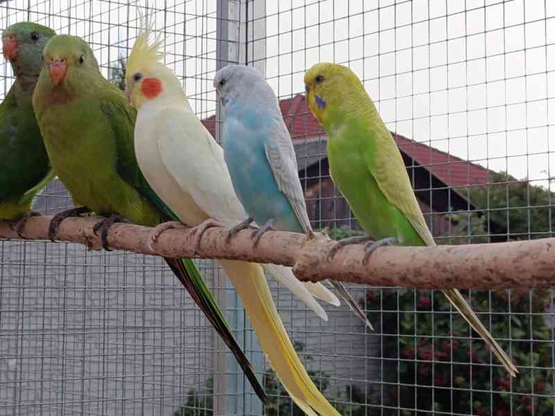 Prodám andulky (fialové, modré, zelené) - foto 8