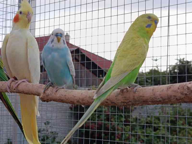 Prodám andulky (fialové, modré, zelené) - foto 7