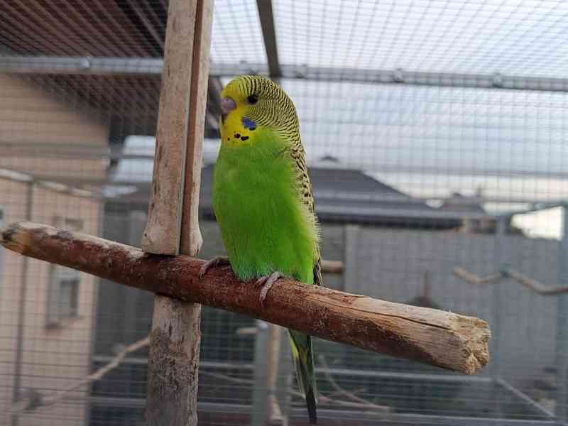 Prodám andulky (fialové, modré, zelené) - foto 6