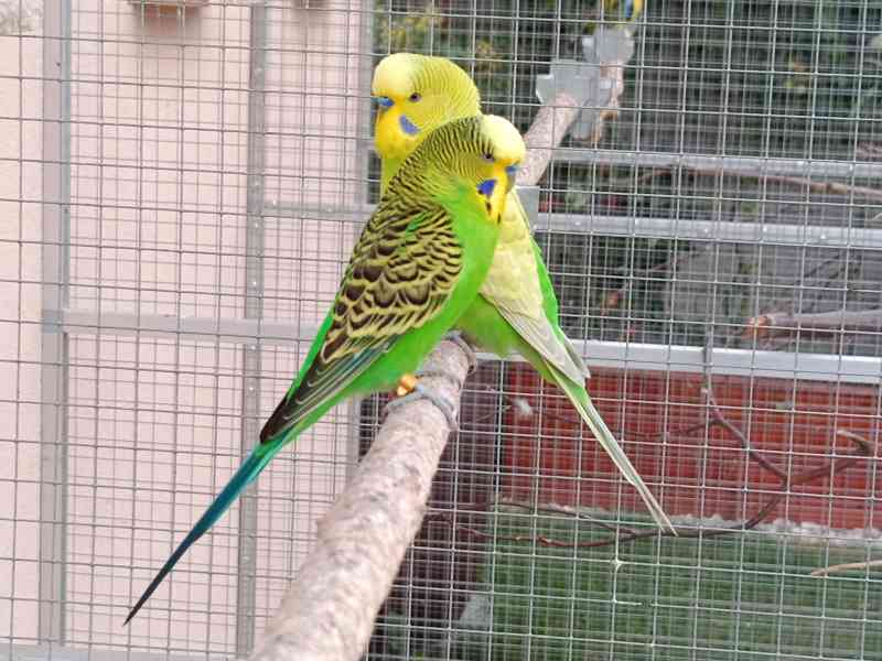 Prodám andulky (fialové, modré, zelené) - foto 2