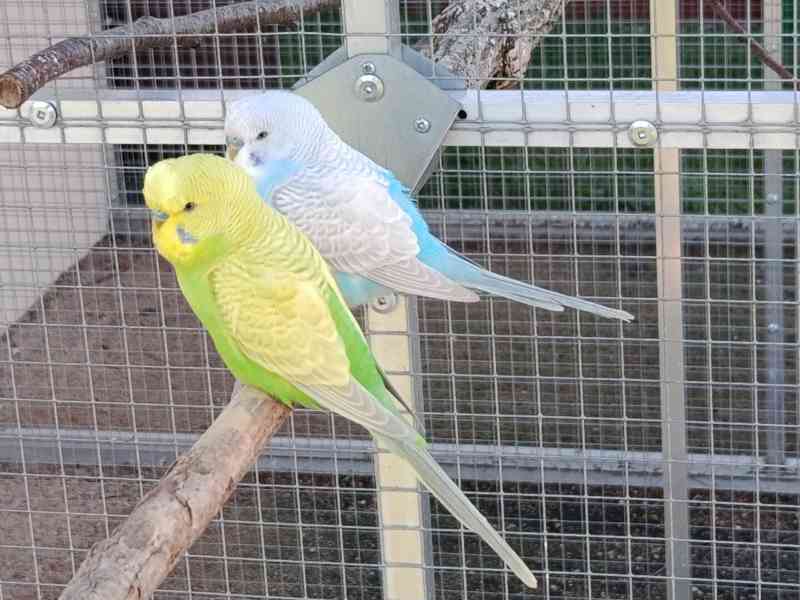 Prodám andulky (fialové, modré, zelené) - foto 3