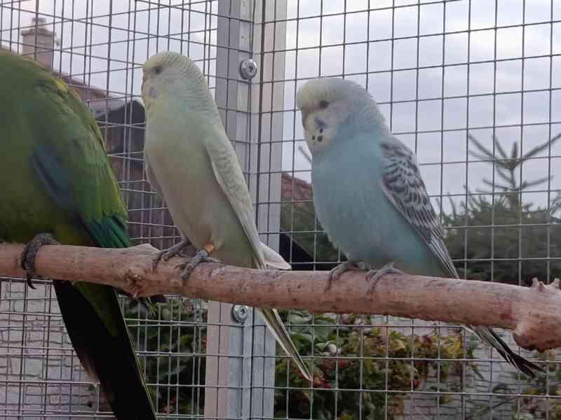 Prodám andulky (fialové, modré, zelené) - foto 10