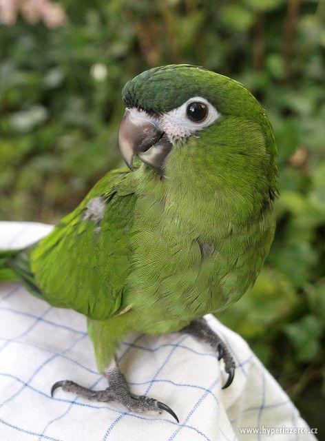 Ara červenoramenný (nobilis) - foto 1