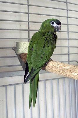 Ara červenoramenný (nobilis) - foto 3