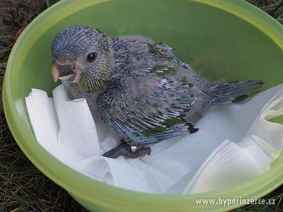 Ara červenoramenný (nobilis) - foto 4