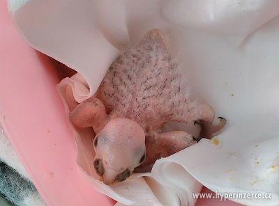 Ara červenoramenný (nobilis) - foto 5