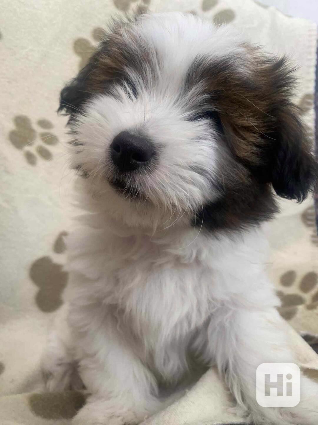 Coton de tulear bez PP - foto 1