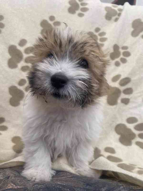 Coton de tulear bez PP - foto 5