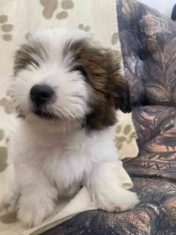 Coton de tulear bez PP - foto 4