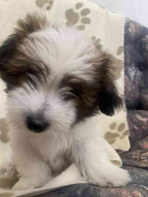Coton de tulear bez PP - foto 3