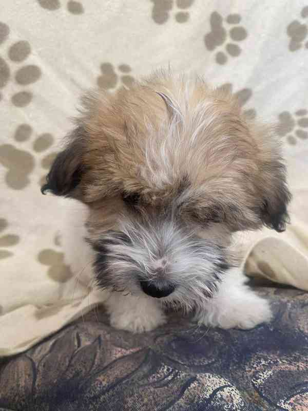 Coton de tulear bez PP - foto 6