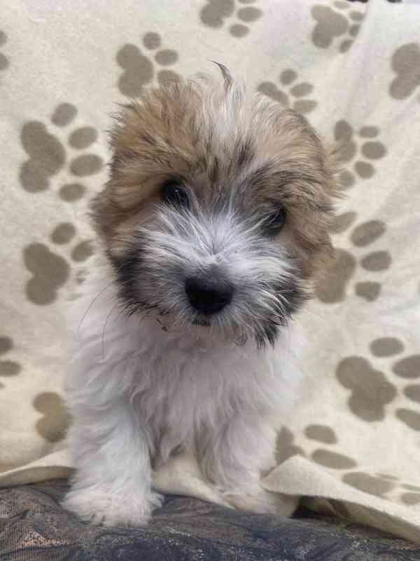 Coton de tulear bez PP - foto 8