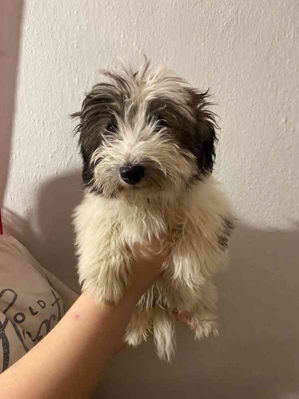 Coton de tulear  - foto 2