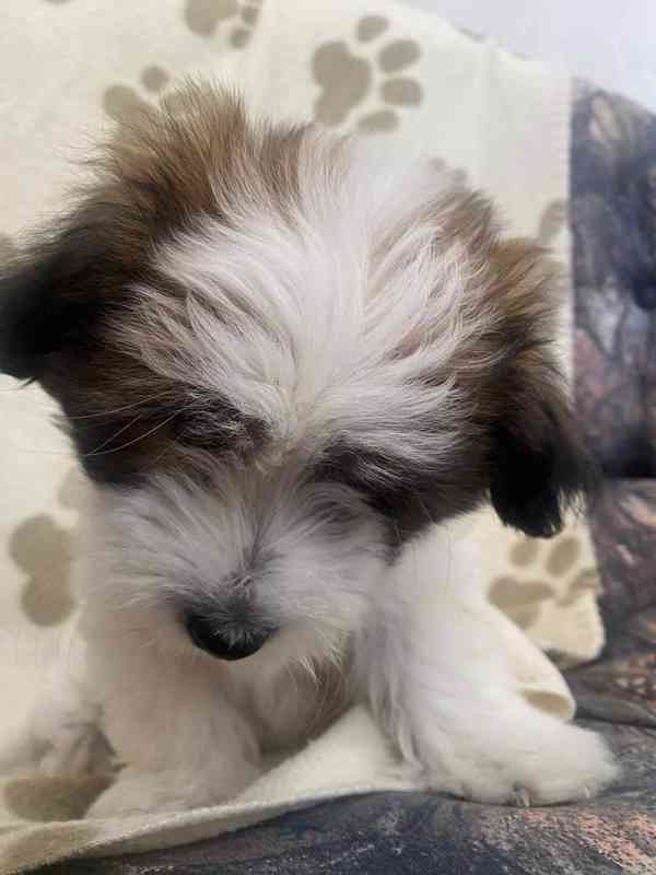 Coton de tulear bez PP - foto 2