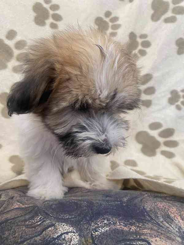 Coton de tulear bez PP - foto 7