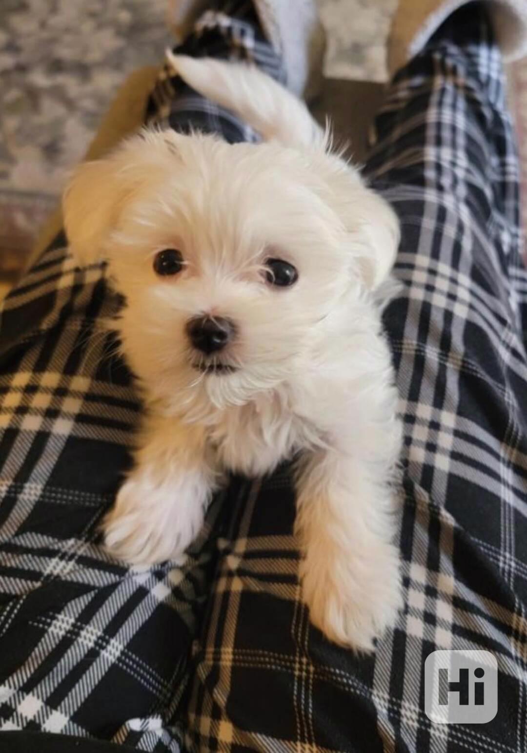 Zdravá štěňata maltézského ovčáka k adopci. - foto 1