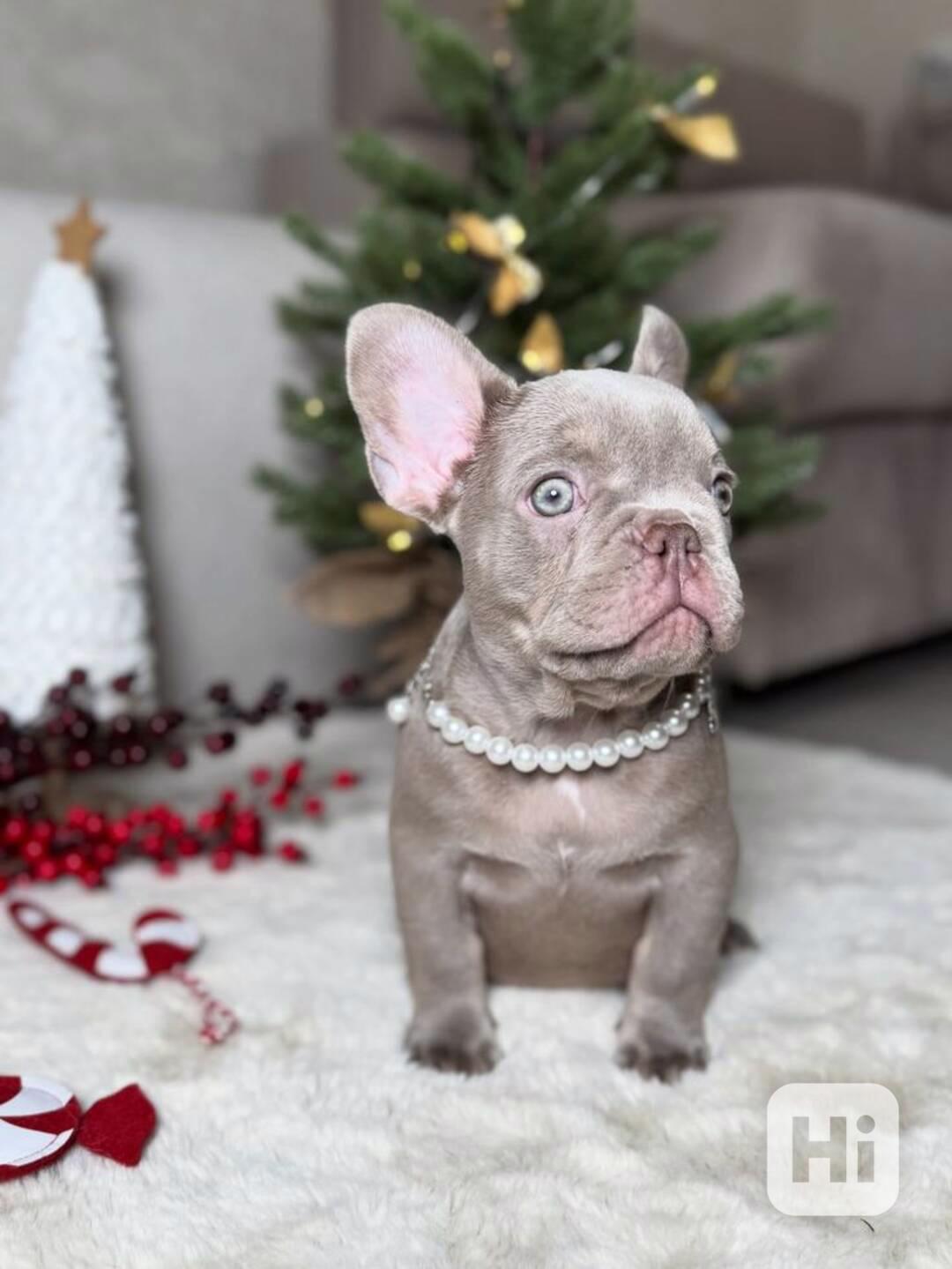 Rozkošní francouzští buldoci - foto 1