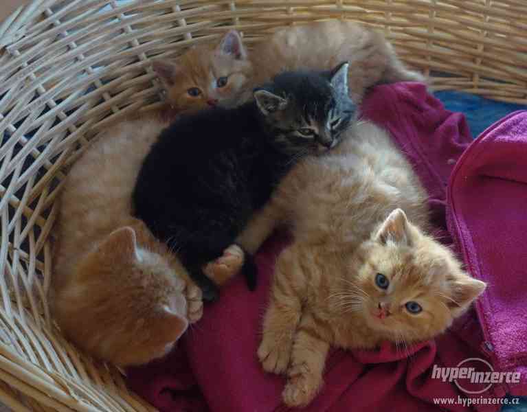 Daruji koťata - foto 1