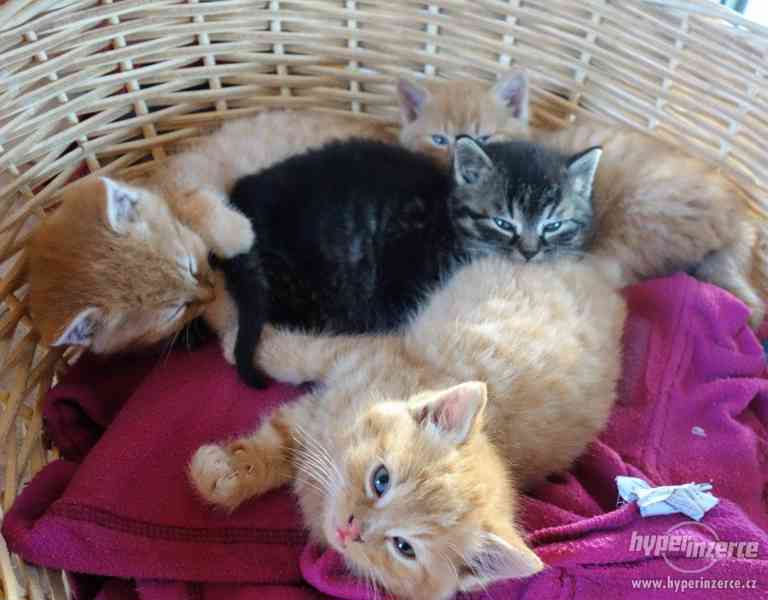 Daruji koťata - foto 2