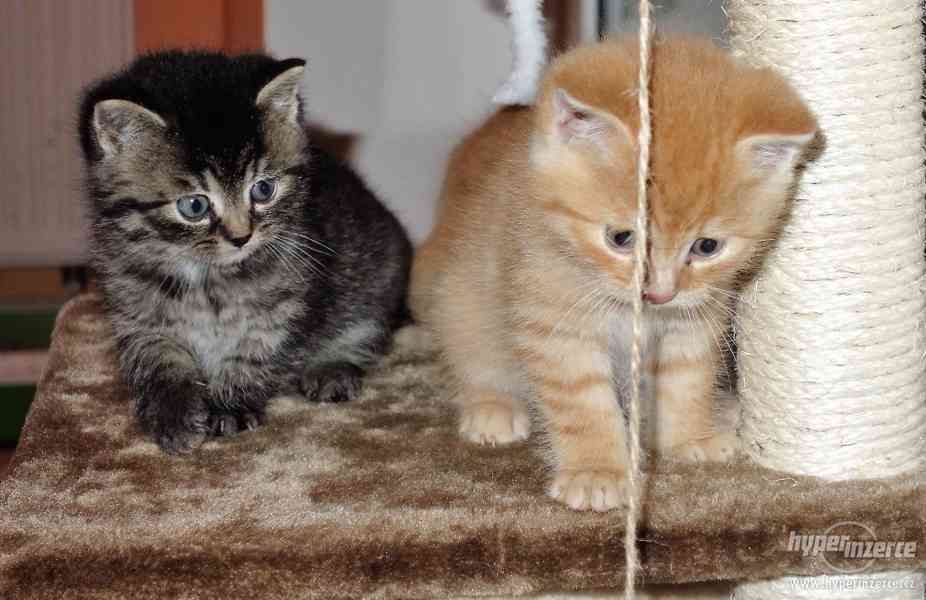 Daruji koťata - foto 3