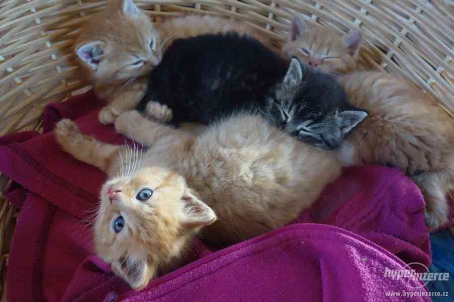Daruji koťata - foto 4