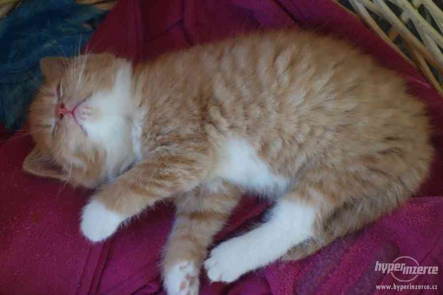 Daruji koťata - foto 5