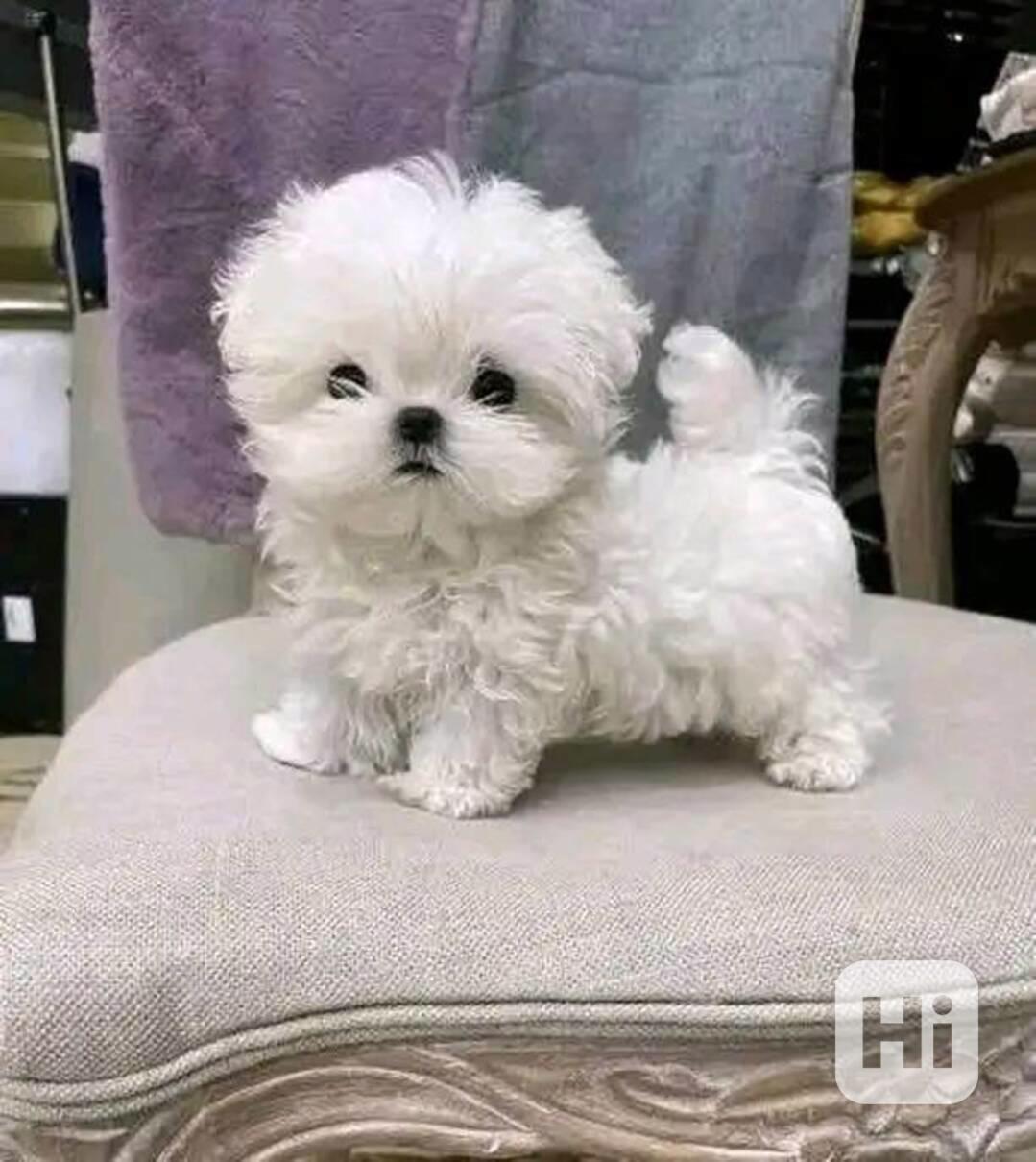 Registrovaná štěňata maltézského ovčáka k adopci - foto 1